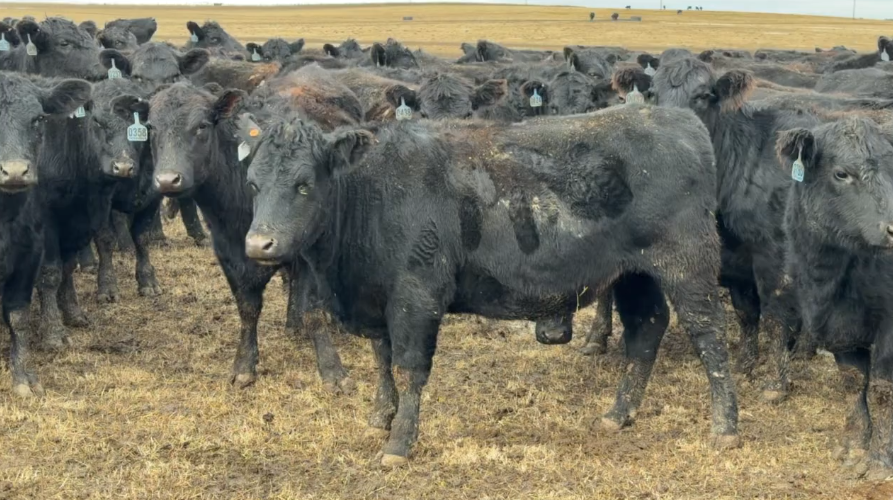 SELLER WILL PAY FREIGHT IF YOU BUY 275 OR MORE - BH1211A5